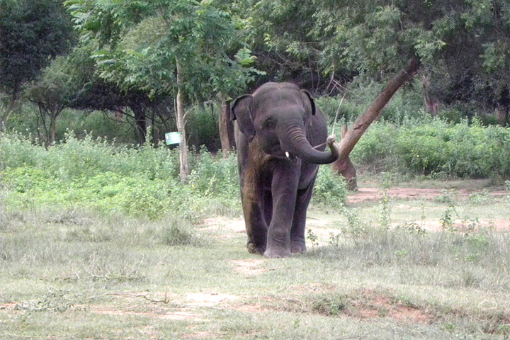 Zoological park in Chennai