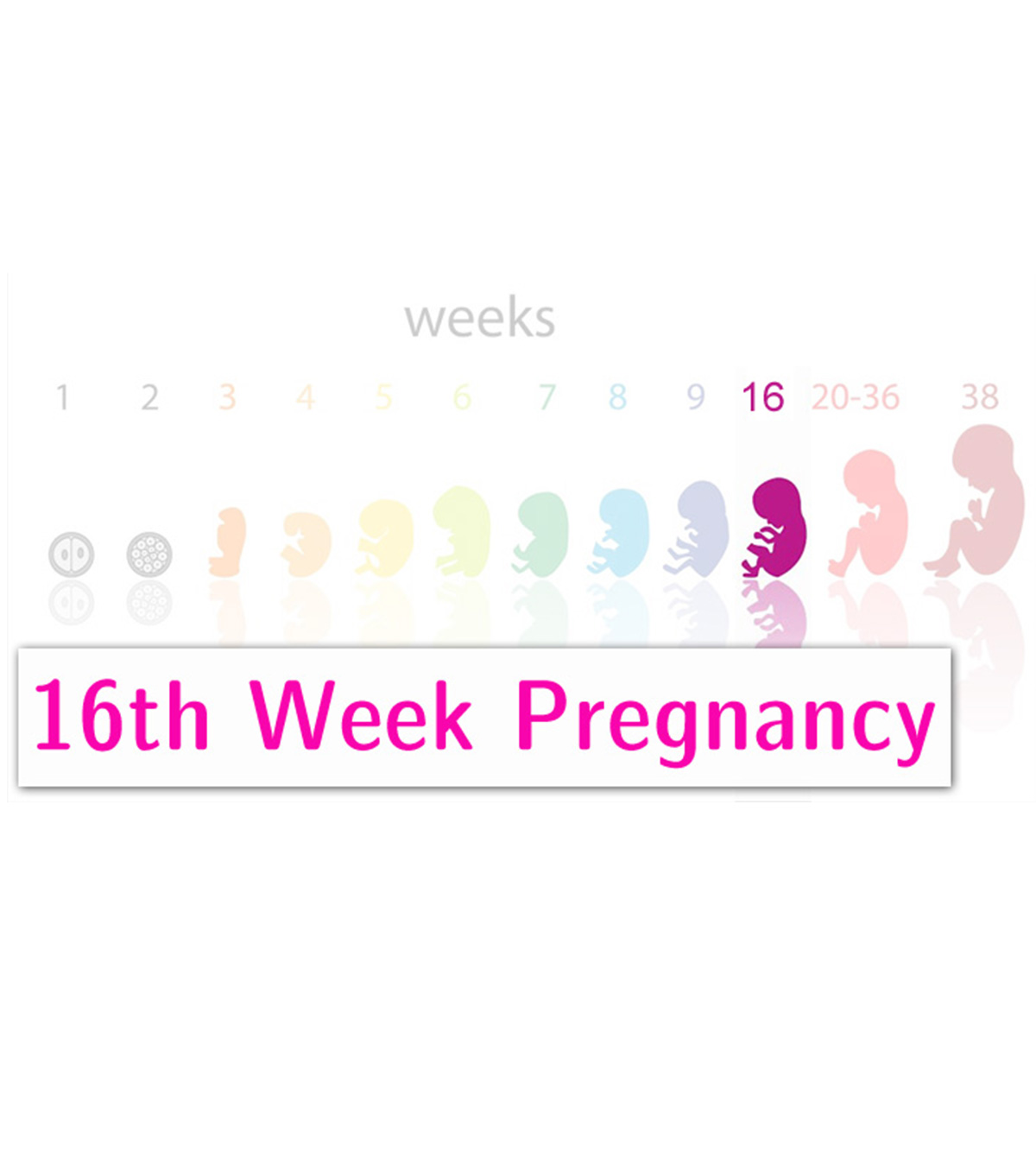 怀孕16周:症状、提示和婴儿发育