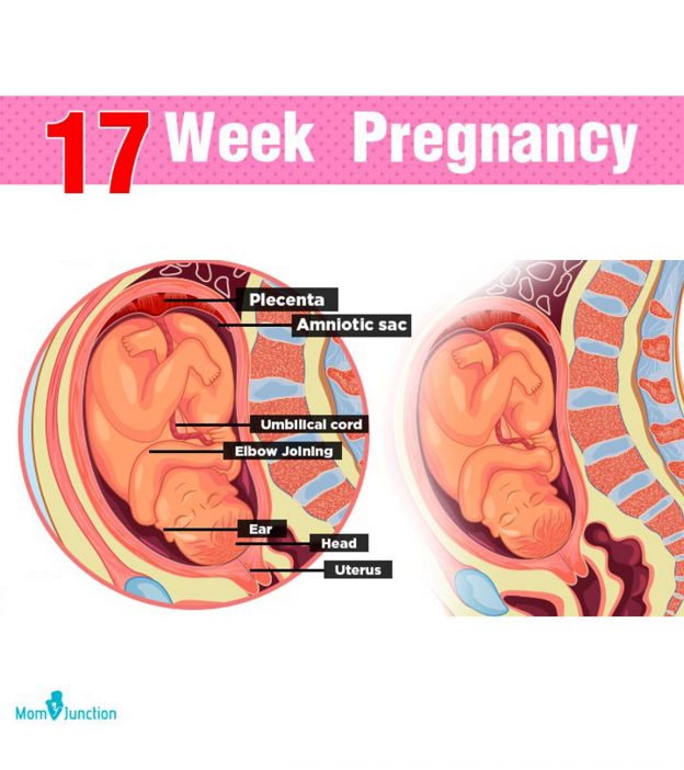 怀孕17周:症状，婴儿发育和大小