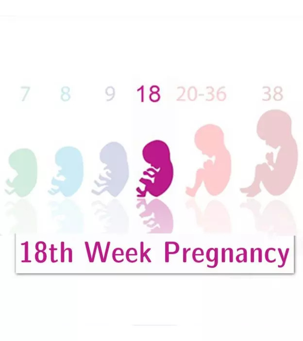 怀孕18周:症状和婴儿发育