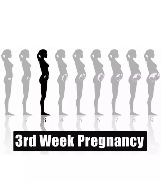 妊娠第3周:症状、婴儿发育和身体变化