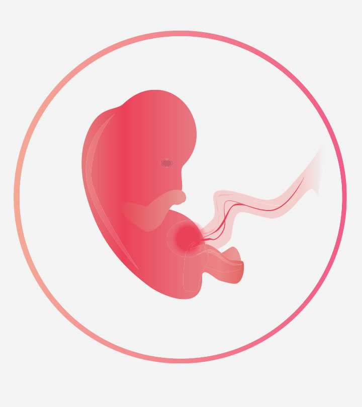 怀孕6周:症状，婴儿发育和提示
