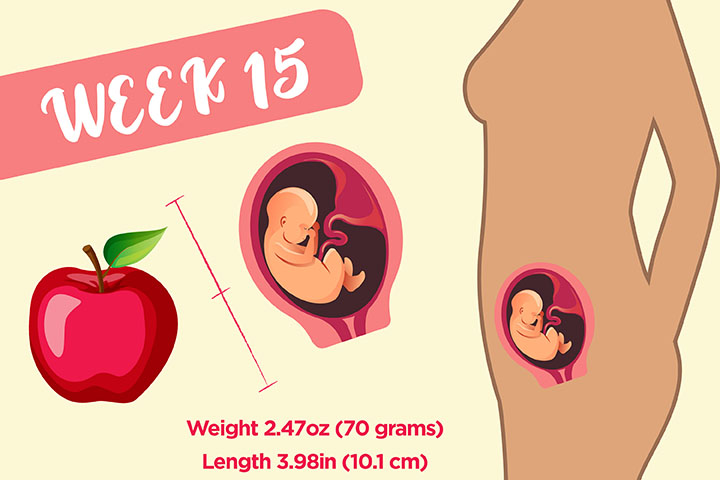 怀孕第15周时的婴儿尺寸