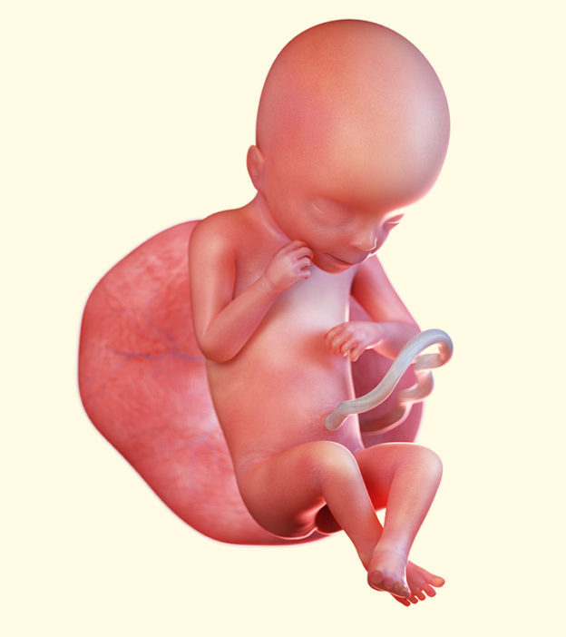 怀孕19周:体征，症状，婴儿发育和提示