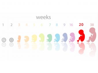 妊娠第20周的症状、婴儿发育和身体变化