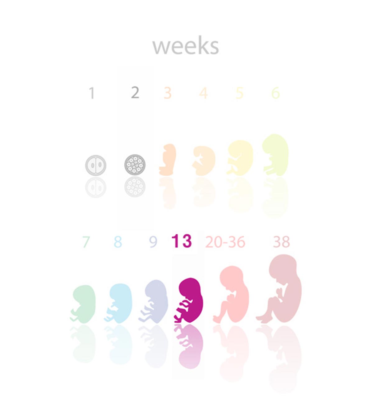 怀孕13周:症状和婴儿发育
