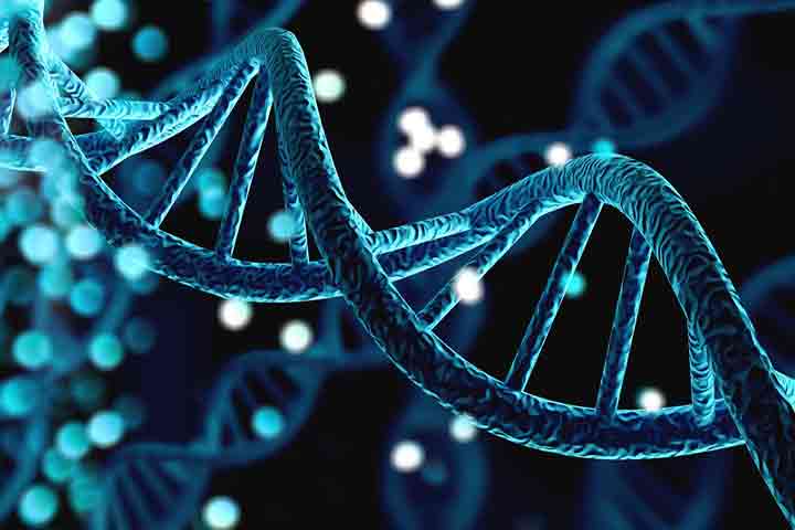 叶酸调节DNA的功能