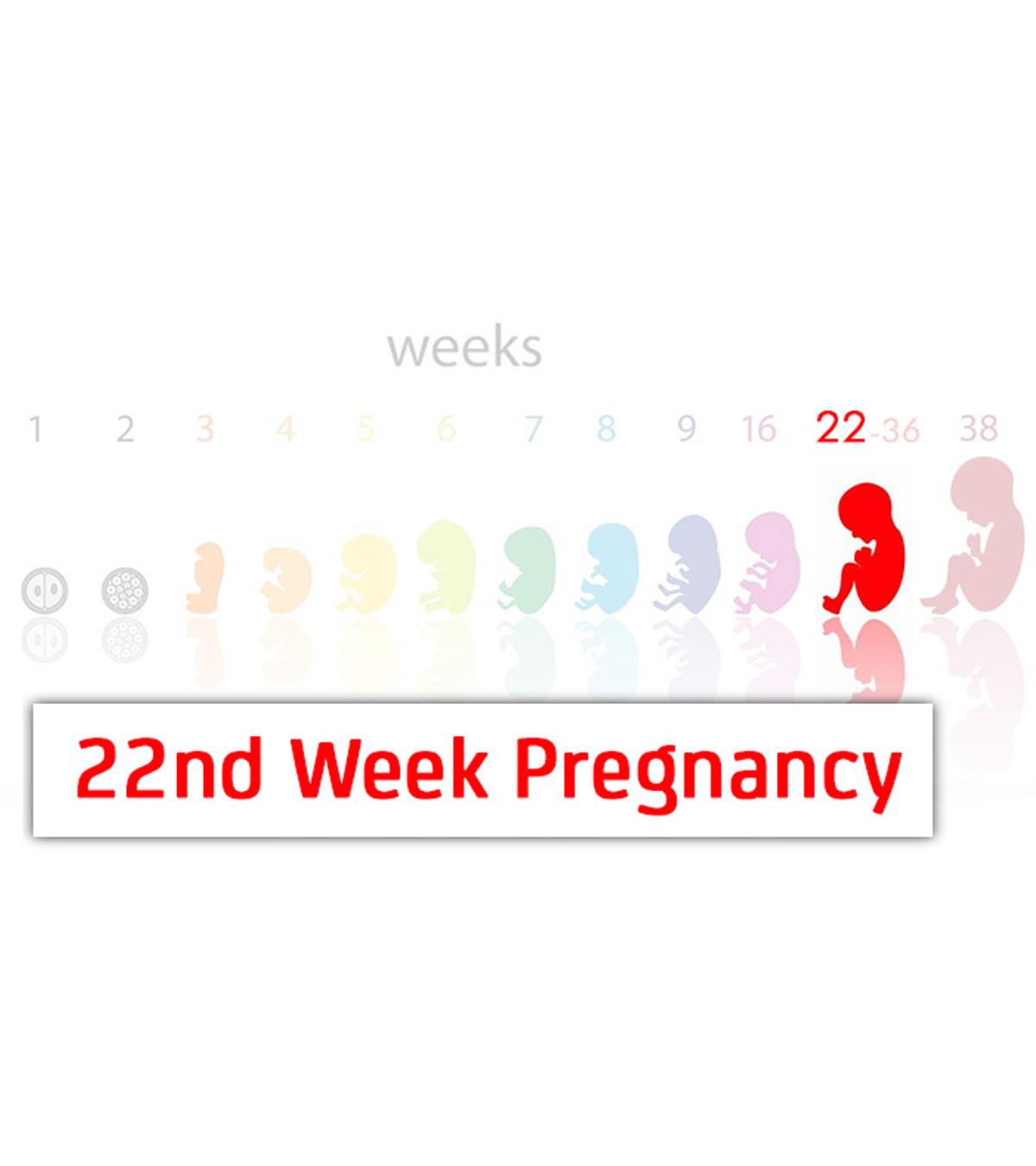 第22周怀孕:症状，婴儿发育和提示
