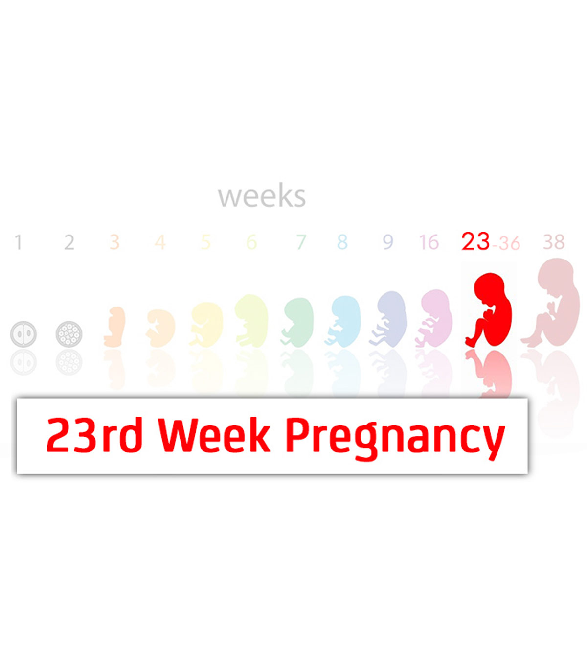 怀孕23周:症状，婴儿发育和提示