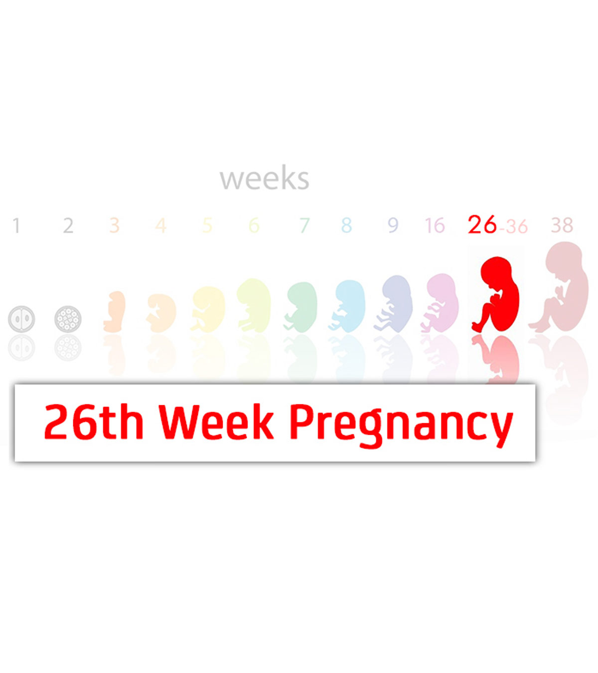 第26周怀孕:症状，婴儿发育和提示