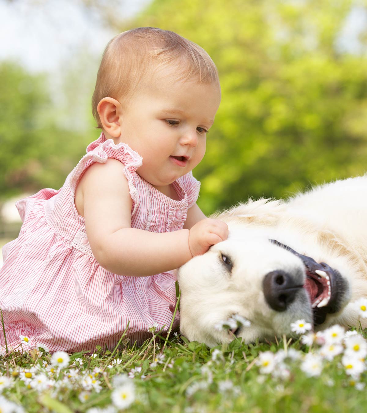 婴儿狗过敏:症状、原因、治疗和预防