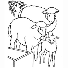 绵羊配羔羊彩绘页