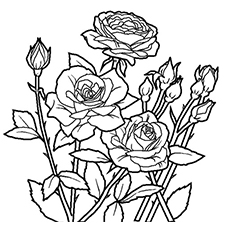 Spring roses coloring page