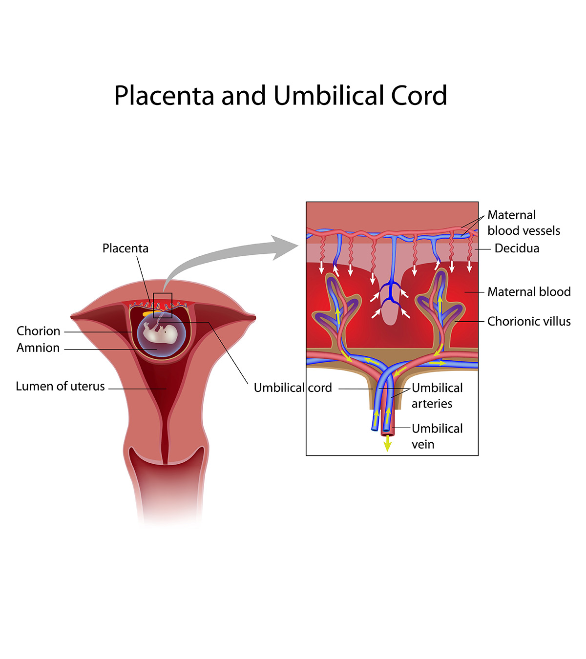 妊娠期间胎盘血栓的13个原因manbet安卓版