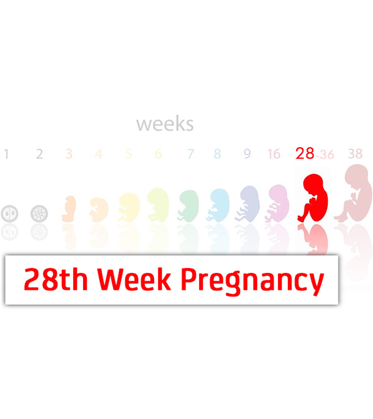 怀孕28周:症状、婴儿发育和变化