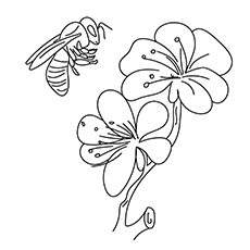 蜜蜂和花朵，春天的彩页