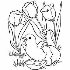 Spring flower and chick coloring page