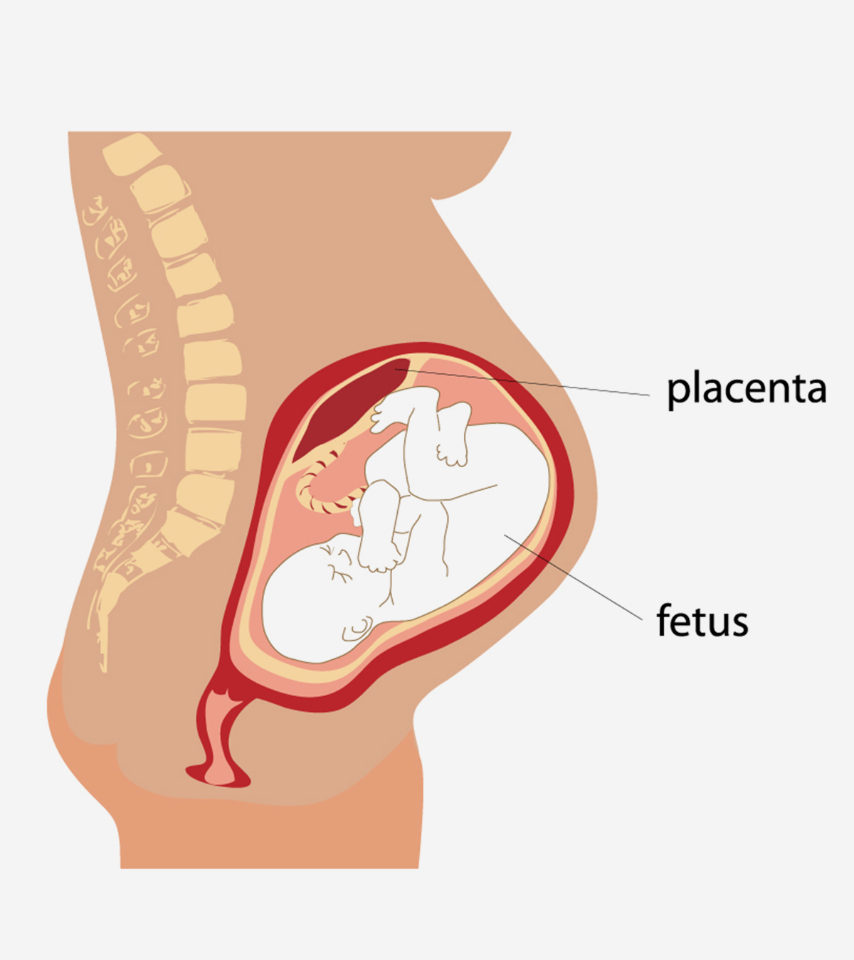 妊娠期间胎盘的功能和胎盘问题manbet安卓版