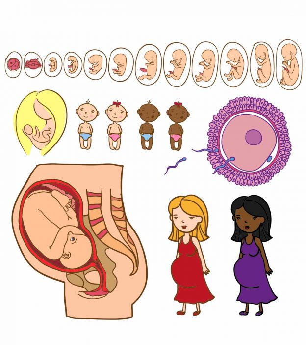 怀孕的5个阶段:每个月的发展和变化