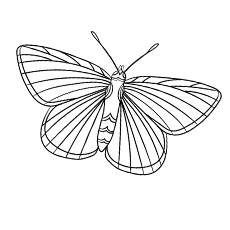 Adonis Blue Butterfly coloring page