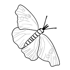 American Snout Butterfly coloring page
