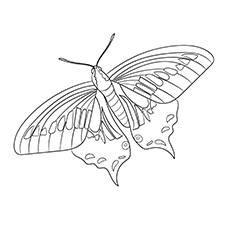 Anise Swallowtail Butterfly coloring page