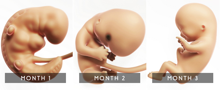 妊娠的胚胎阶段