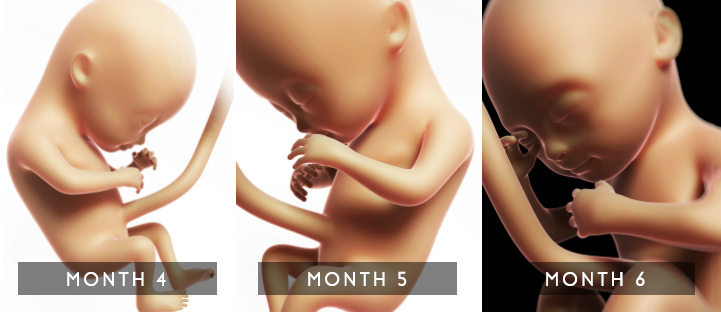 妊娠中期胎儿发育阶段