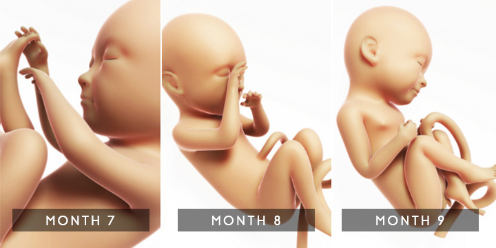 妊娠晚期胎儿发育阶段