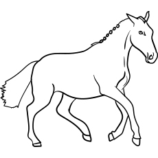 Danish-Warmblood-Horse