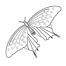 Giant Swallowtail Butterfly coloring page