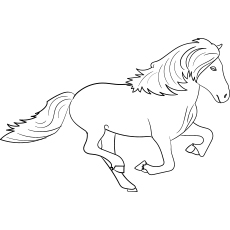 Icelandic-Horse