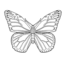 The Monarch Butterfly coloring page
