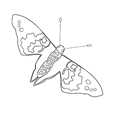 The Painted Lady Butterfly coloring page