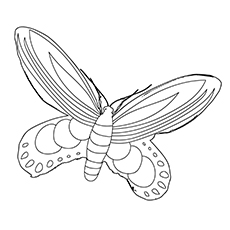 Queen Alexandras Birdwing Butterfly coloring page