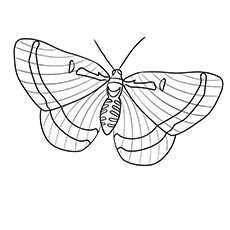 Riodinidae Butterfly coloring page