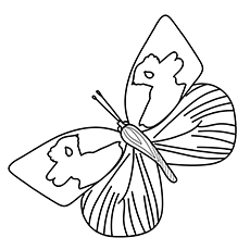 Southern Dogface Butterfly coloring page