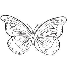 Goliath Birdwing Butterfly coloring page