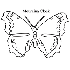Mourning Cloak Butterfly coloring page