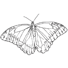West Coast Lady Butterfly coloring page