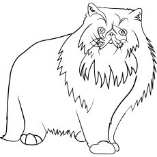 Persian-Cat
