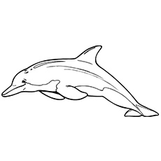 中华白海豚彩色页