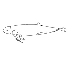 伊洛瓦底海豚涂色页