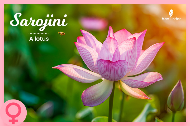Sarojini是泰卢固语婴儿的名字，意思是莲花