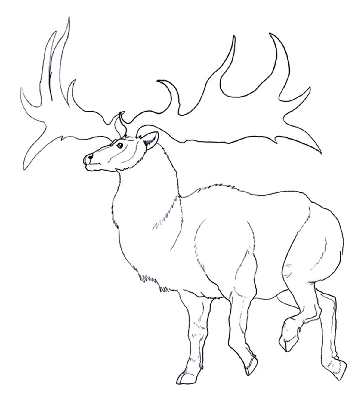 Top 20 Reindeer Coloring Pages For Your Little Ones