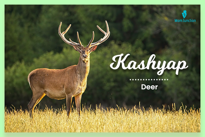 卡什亚普是鹿的意思，印度姓氏