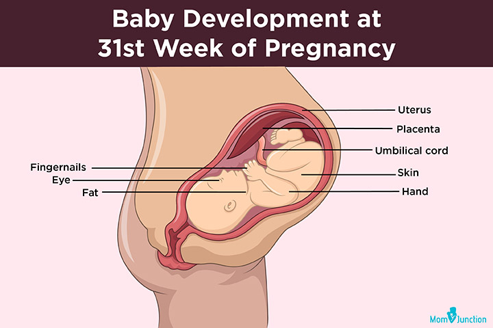 怀孕第31周的婴儿发育情况