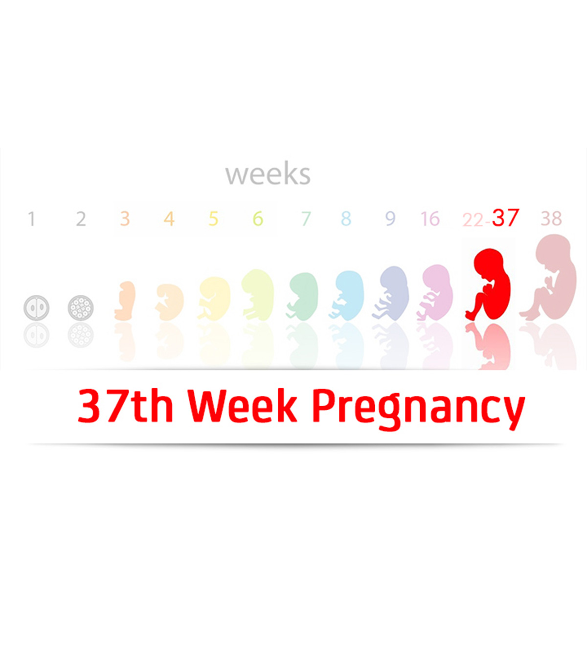 怀孕37周:症状、提示和婴儿发育