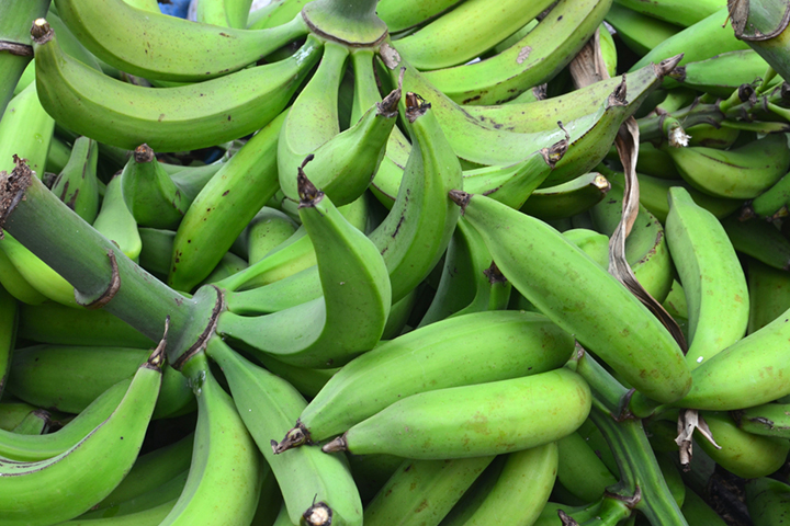大蕉属于香蕉科