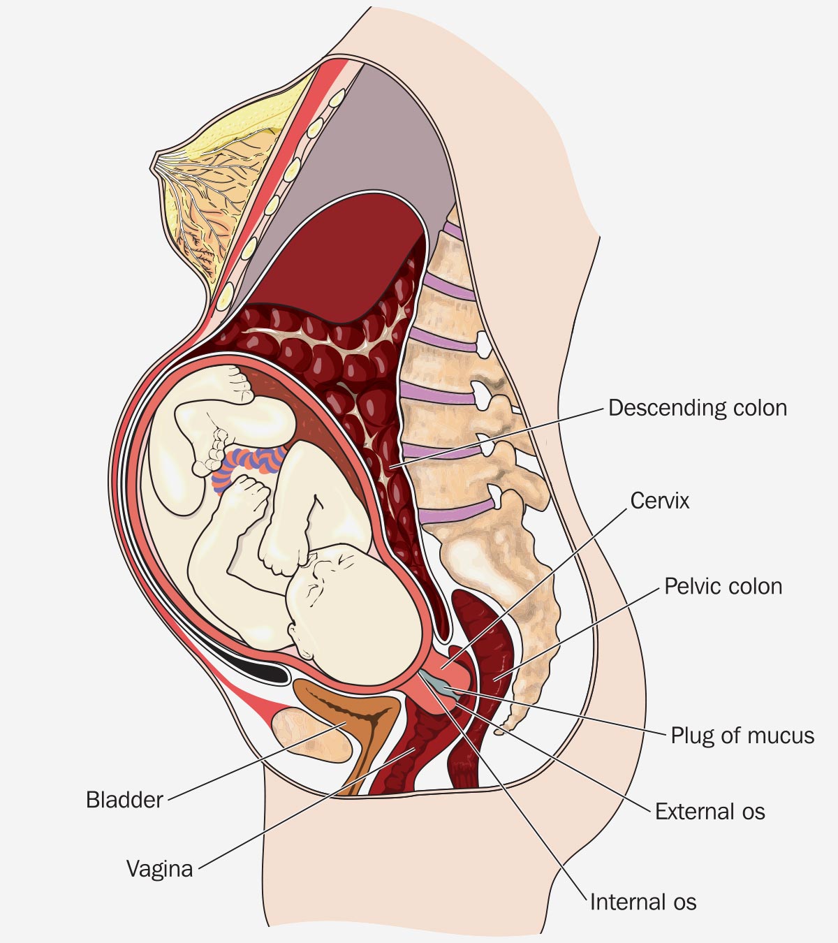妊娠期子宫脱垂:分期及治疗manbet安卓版